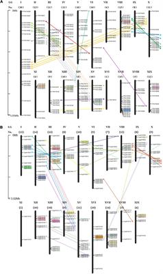 Genome-Wide Comparative Analysis of R2R3 MYB Gene Family in Populus and Salix and Identification of Male Flower Bud Development-Related Genes